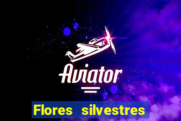 Flores silvestres brasileiras 25